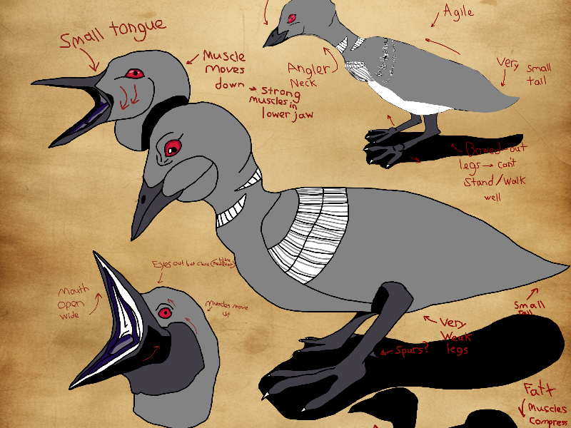 Loon Anatomy Page